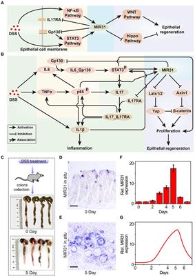 The spring-like effect of microRNA-31 in balancing inflammatory and regenerative responses in colitis